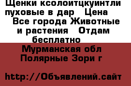 Щенки ксолоитцкуинтли пуховые в дар › Цена ­ 1 - Все города Животные и растения » Отдам бесплатно   . Мурманская обл.,Полярные Зори г.